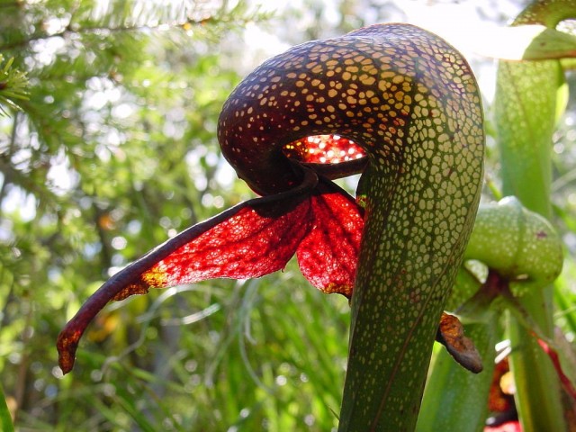 Дарлингтония калифорнийская (Darlingtonia californica) Дарлингтония калифорнийская (Darlingtonia californica)
