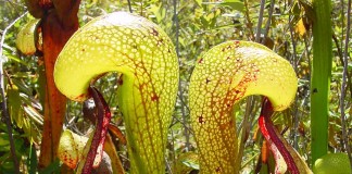 Дарлингтония калифорнийская (Darlingtonia californica)