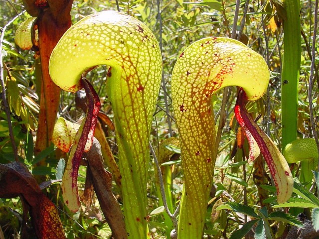 Дарлингтония калифорнийская (Darlingtonia californica) Дарлингтония калифорнийская (Darlingtonia californica)