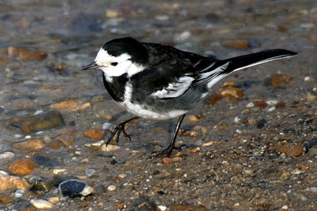 Белая трясогузка (лат. Motacilla alba) Белая трясогузка (лат. Motacilla alba)