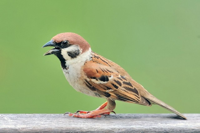 Полевой воробей (лат. Passer montanus) Полевой воробей (лат. Passer montanus)