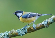 Большая синица, или большак (лат. Parus major)