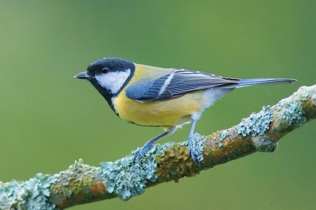 Большая синица, или большак (лат. Parus major) Большая синица, или большак (лат. Parus major)