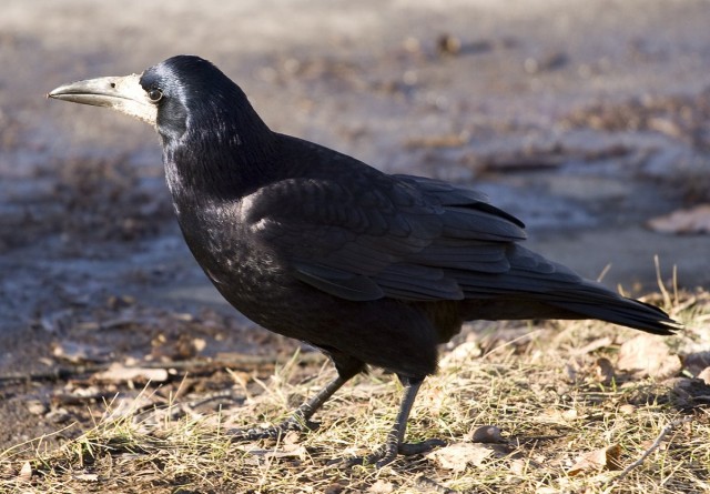 Грач (лат. Corvus frugilegus) Грач (лат. Corvus frugilegus)