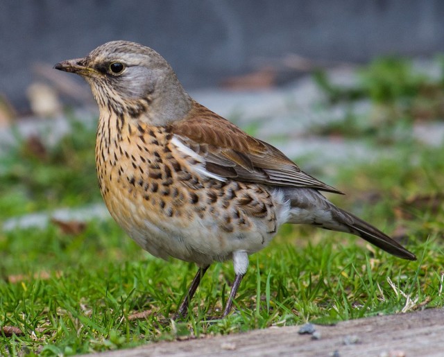 Рябинник, или дрозд-рябинник (лат. Turdus pilaris) Рябинник, или дрозд-рябинник (лат. Turdus pilaris)