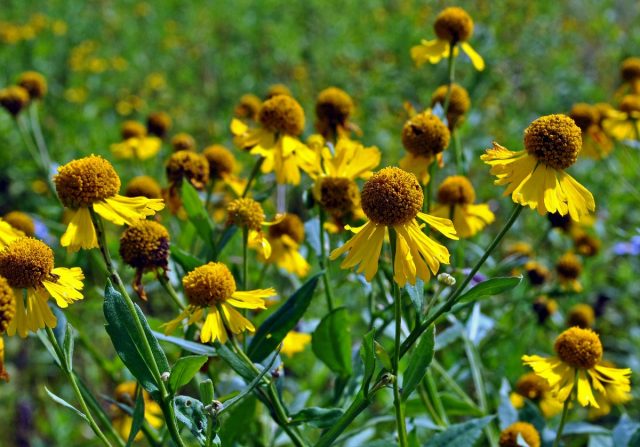 Гелениум осенний (Helenium autumnale) Гелениум осенний (Helenium autumnale)
