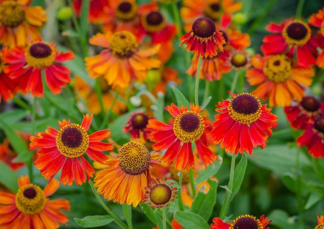 Гелениум гибридный (Helenium х hybridum) Гелениум гибридный (Helenium х hybridum)