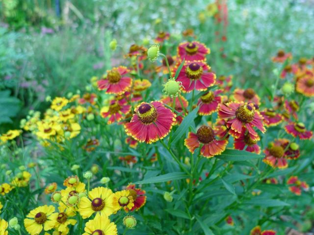 Гелениум осенний (Helenium autumnale) Гелениум осенний (Helenium autumnale)