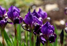 Ирис безлистный (Iris aphylla)
