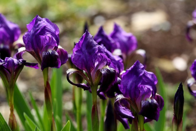 Ирис безлистный (Iris aphylla) Ирис безлистный (Iris aphylla)