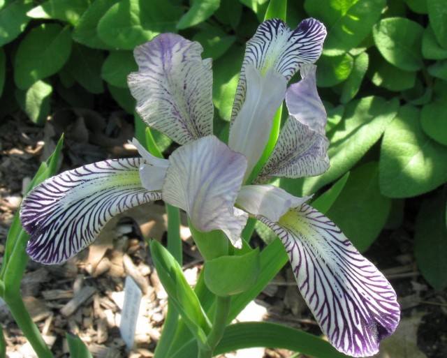 Ирис пестрый (Iris variegata) Ирис пестрый (Iris variegata)