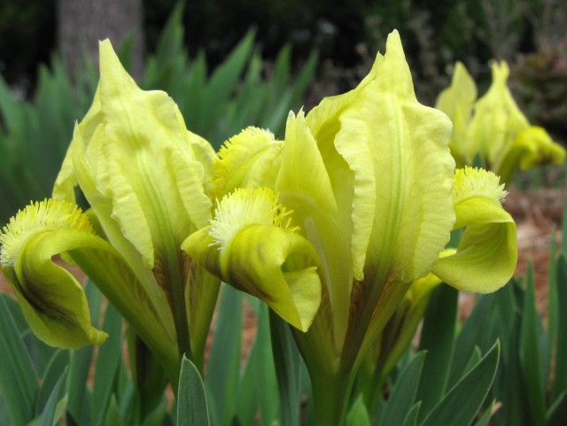 Ирис карликовый (Iris pumila) Ирис карликовый (Iris pumila)
