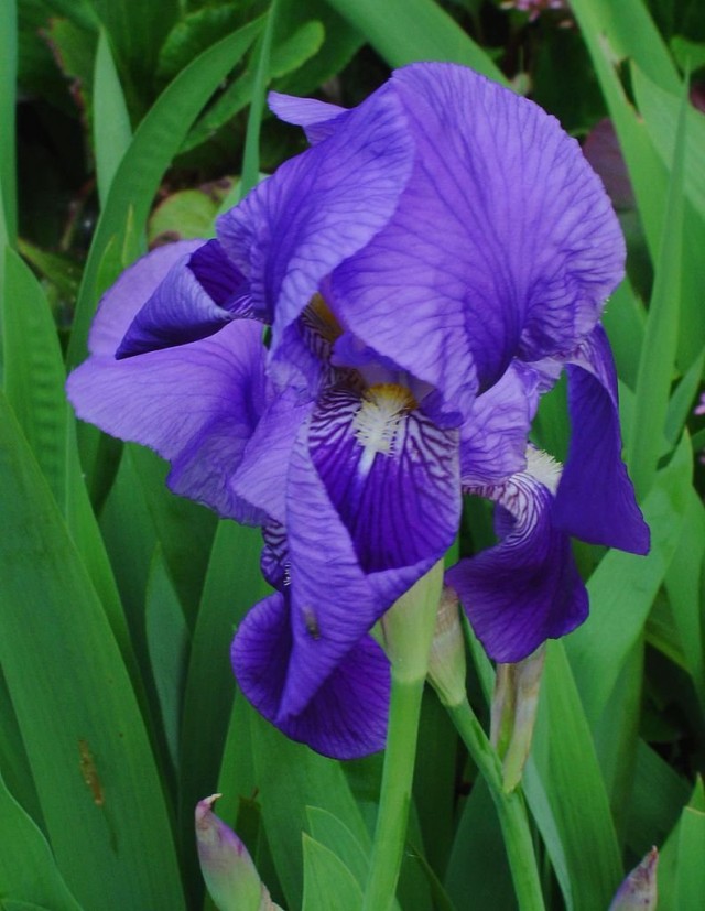 Ирис германский (Iris germanica) Ирис германский (Iris germanica)