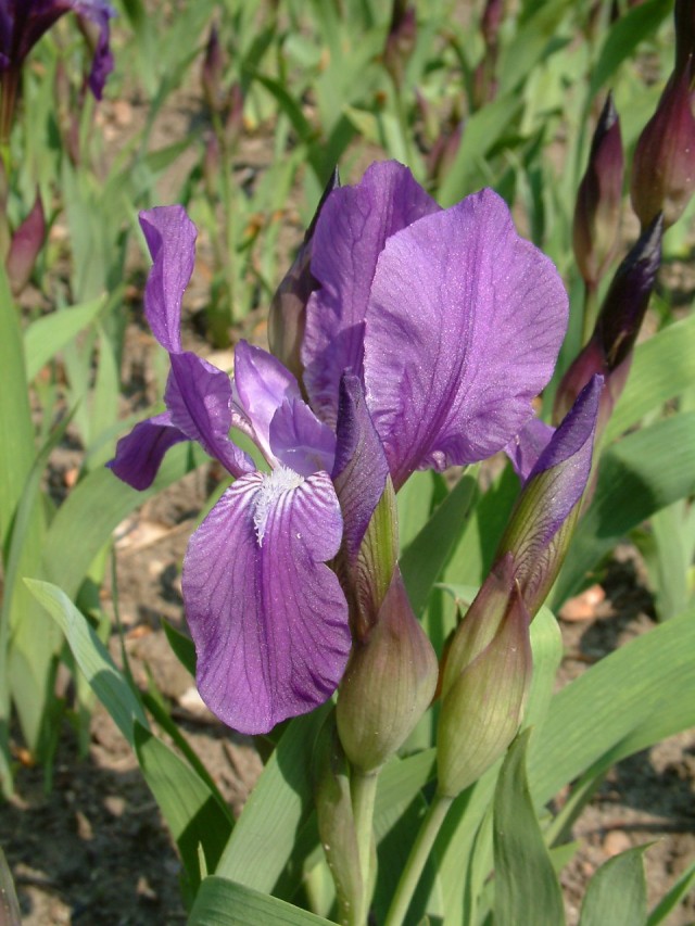Ирис безлистный (Iris aphylla) Ирис безлистный (Iris aphylla)