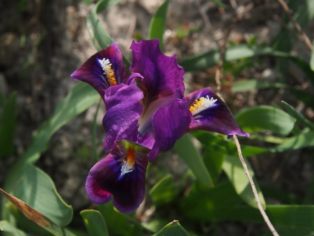 Ирис кожистый (Iris scariosa) Ирис кожистый (Iris scariosa)