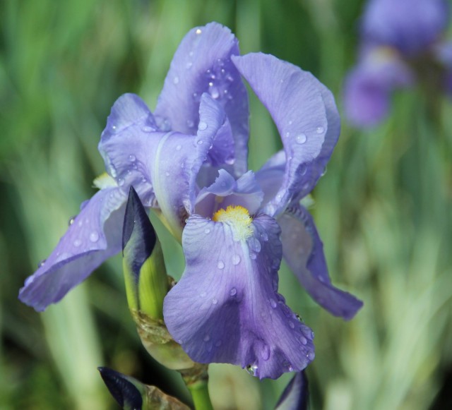 Ирис бледный (Iris pallida) Ирис бледный (Iris pallida)