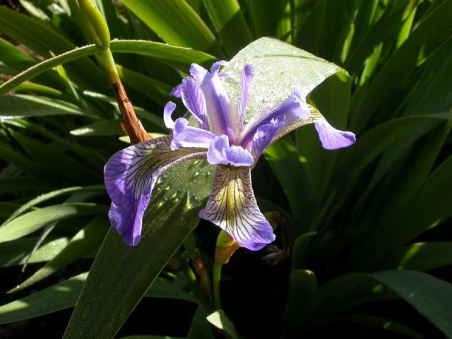 Ирис Альберта (Iris albertii) Ирис Альберта (Iris albertii)