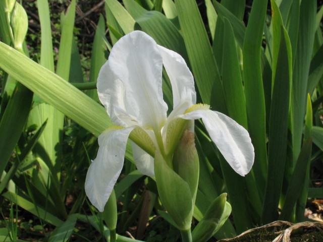Ирис флорентийский (Iris florentina) Ирис флорентийский (Iris florentina)