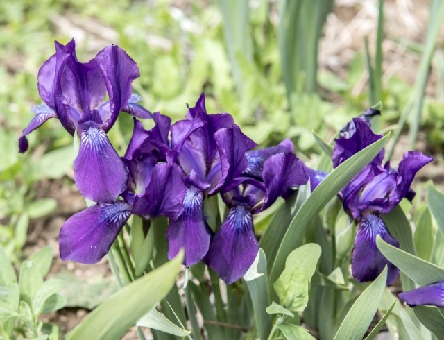 Ирис вильчатый, или рогатый (Iris furcata) Ирис вильчатый, или рогатый (Iris furcata)