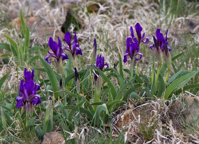 Ирис сизоватый (Iris glaucescens) Ирис сизоватый (Iris glaucescens)