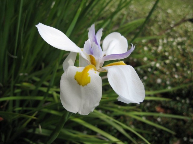 Ирис беловатый (Iris albicans) Ирис беловатый (Iris albicans)