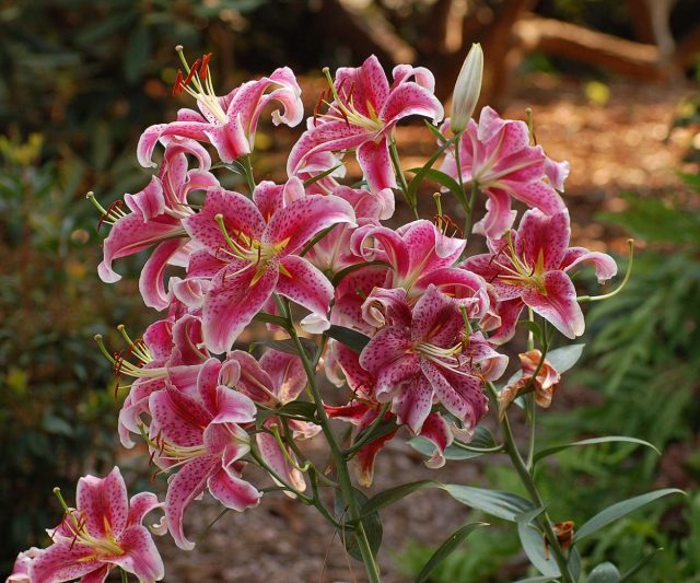 Восточные гибриды лилий, или Ориентальные гибриды (Lilium Oriental Hybrids) Восточные гибриды лилий, или Ориентальные гибриды (Lilium Oriental Hybrids)