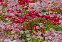 Маргаритки — жемчужное ожерелье