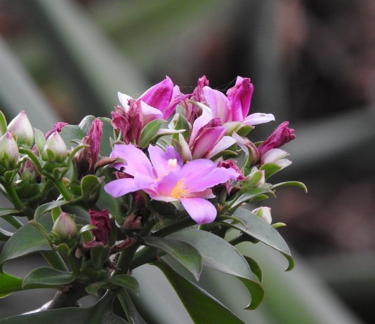 Переския большецветковая (Pereskia grandiflora)