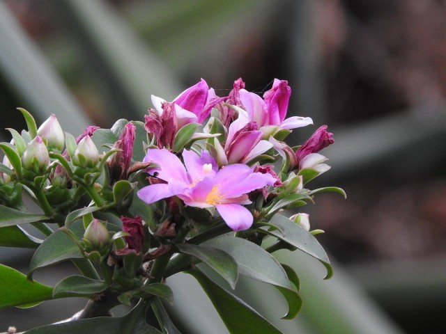 Переския большецветковая (Pereskia grandiflora) Переския большецветковая (Pereskia grandiflora)