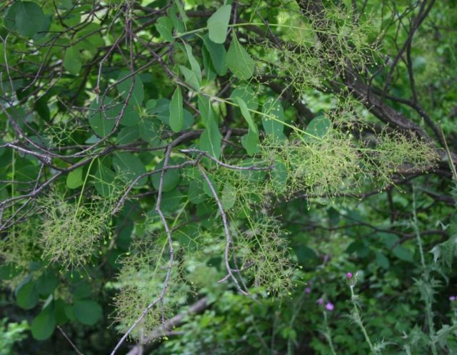 Скумпия кожевенная (Cotinus coggygria) Скумпия кожевенная (Cotinus coggygria)