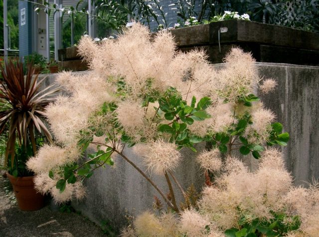Скумпия кожевенная (Cotinus coggygria) Скумпия кожевенная (Cotinus coggygria)