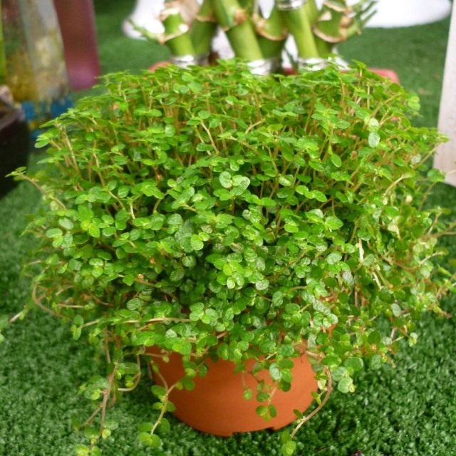 Солейролия Солейроля (Soleirolia soleirolii) Солейролия Солейроля (Soleirolia soleirolii)