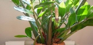 Замиокулькас (Zamioculcas)