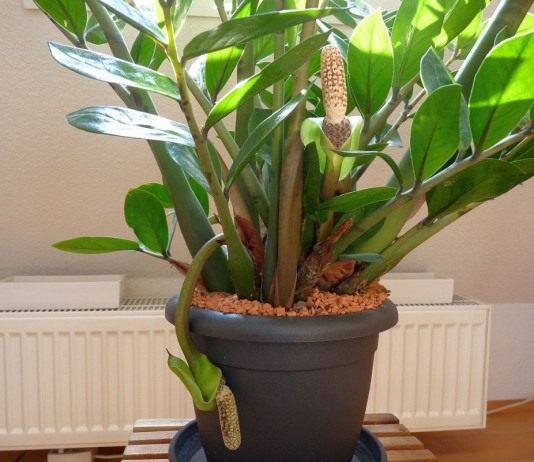 Замиокулькас (Zamioculcas)