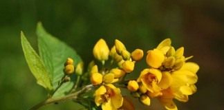 Вербейник обыкновенный (Lysimachia vulgaris)