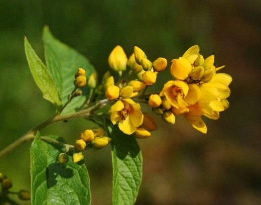 Вербейник обыкновенный (Lysimachia vulgaris) Вербейник обыкновенный (Lysimachia vulgaris)