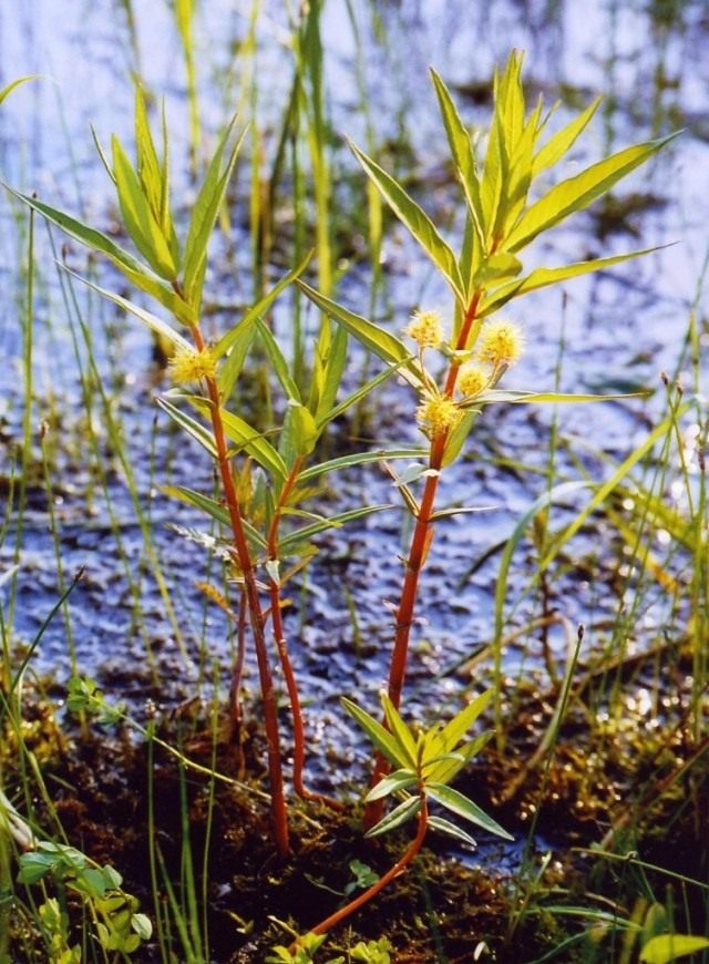 Вербейник кистецветный (Lysimachia thyrsiflora) Вербейник кистецветный (Lysimachia thyrsiflora)