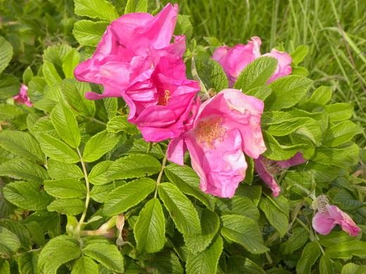 Роза морщинистая (Rosa rugosa) Роза морщинистая (Rosa rugosa)