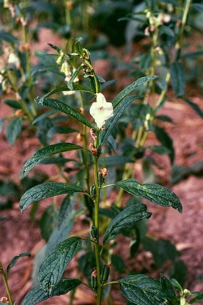 Лекарственные растения (Medicinal herbs) Лекарственные растения