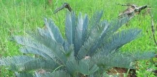 Цикас (Cycas)