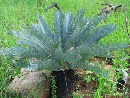 Цикас (Cycas)