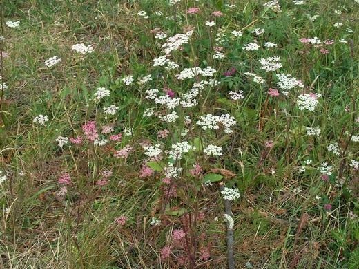 Лекарственные растения (Medicinal herbs) Лекарственные растения
