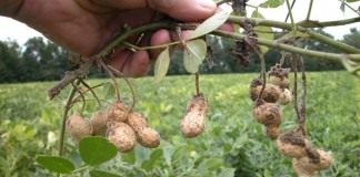 Арахис, или земляной орех