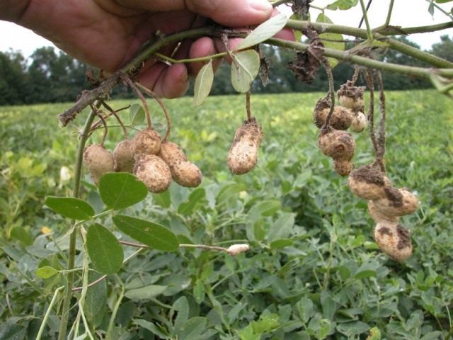 Арахис, или земляной орех Арахис, или земляной орех