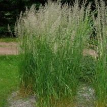 Вейник остроцветковый (Calamagrostis acutiflora) Вейник остроцветковый (Calamagrostis acutiflora)