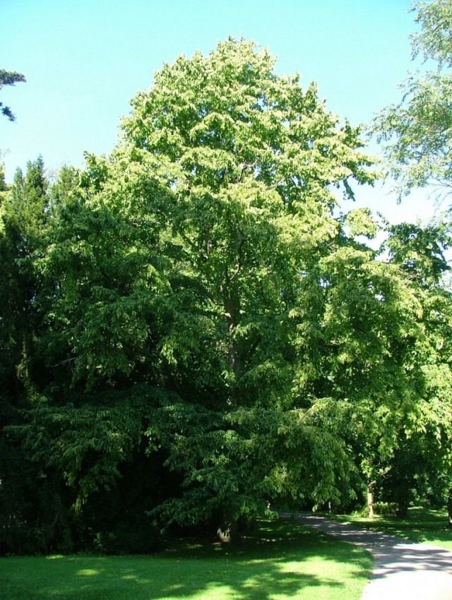 Лещина древовидная, или Орех медвежий (Corylus colurna) Лещина древовидная, или Орех медвежий (Corylus colurna)