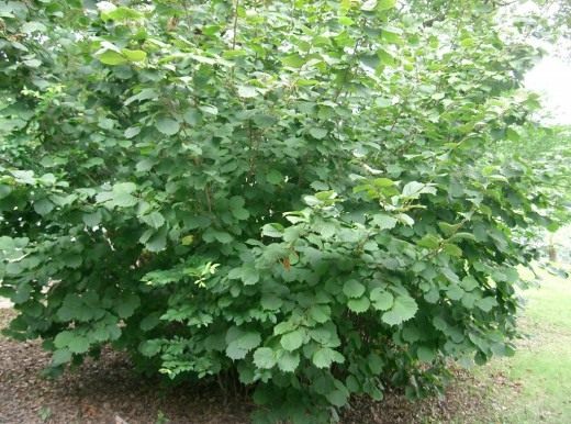 Лещина разнолистная (Corylus heterophylla) Лещина разнолистная (Corylus heterophylla)
