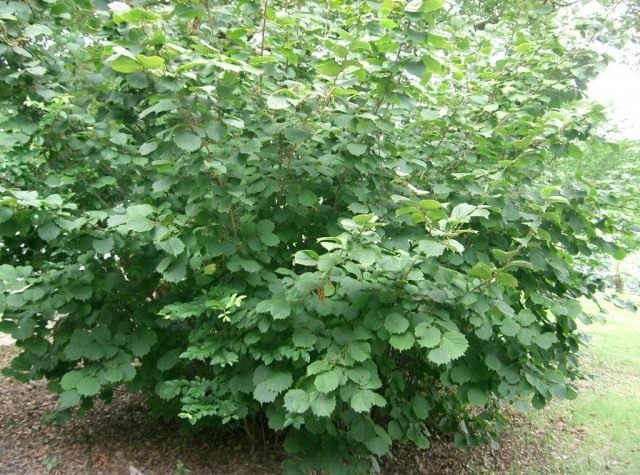 Лещина разнолистная (Corylus heterophylla) Лещина разнолистная (Corylus heterophylla)