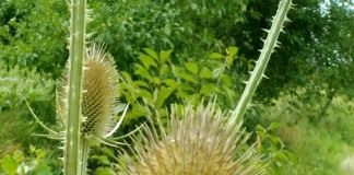Ворсянка (Dipsacus)