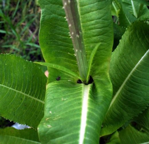 Ворсянка (Dipsacus) Ворсянка (Dipsacus)